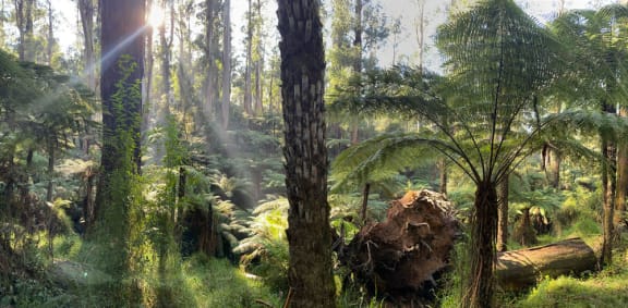Dandenong Forest