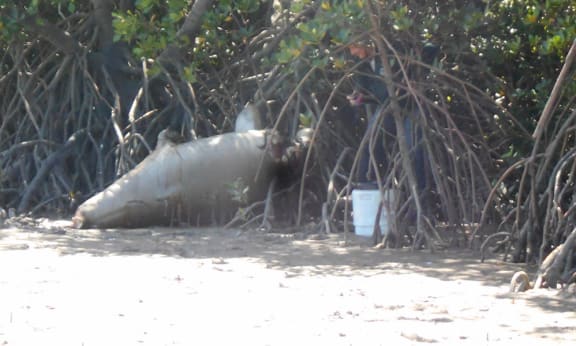A dead dugong was found among mangroves near Armstrong Beach= south of Mackay on Wednesday 21 September