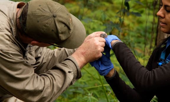Dr Andrew Baker, Senior Lecturer in Ecology and Environmental Science at Queensland University of Technology (QUT) and Stephane Baptista, PhD Candidate finds a female silver-headed antechinus in Bulburin National Park