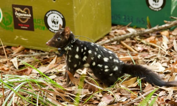 An eastern quoll is released on mainland Australia in March 2018 – the first wild reintroduction attempt for the species since its mainland demise over half a century ago