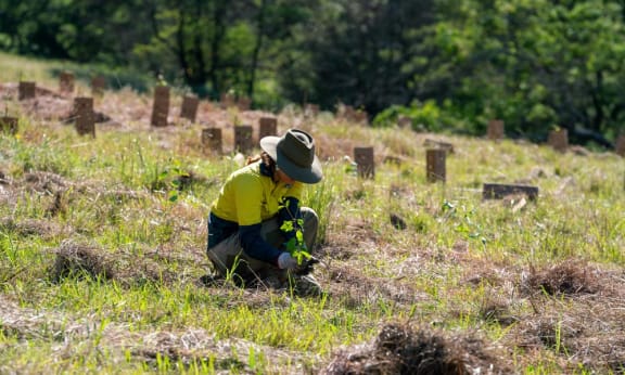 Sally Kennedy from EcoCrews plants a tree for Cores= Corridors and Koalas project