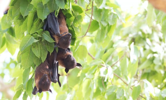 Three flying foxes (also known as fruit bats) hanging from a tree