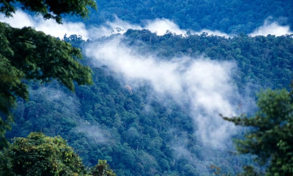 Forest after rain Kayan Mentarang National Park= Kalimantan (Borneo)= Indonesia