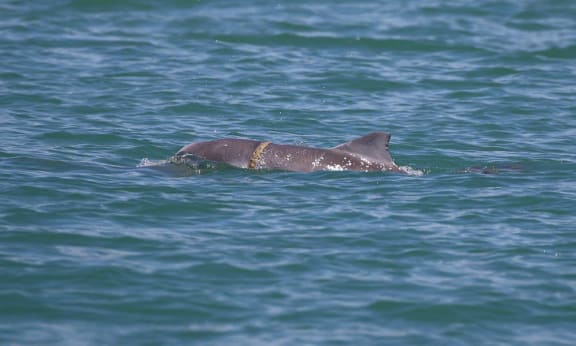 Humpback dolphin calf tangled in marine debris