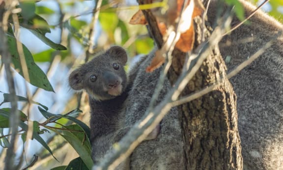 A koala joey in Swan Bay in the Richmond Valley