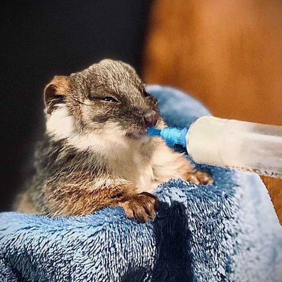 MJ the ringtail possum in care with ROWA
