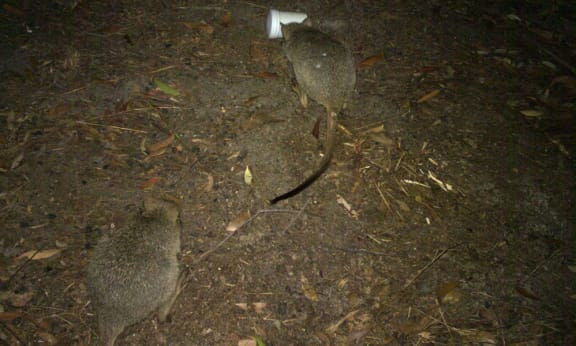 Northern bettongs caught on sensor camera in Mount Spurgeon National Park= north Queensland