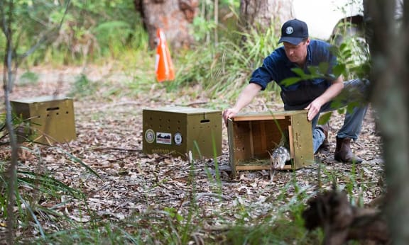 Eastern quoll being released into Booderee National Park