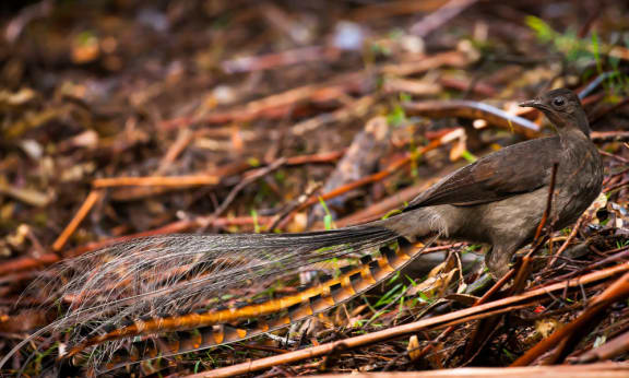 Superb lyrebird= Dandenong Ranges National Park= Victoria