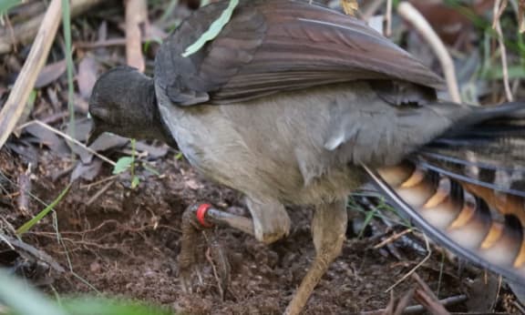 Tagged superb lyrebird foraging for food