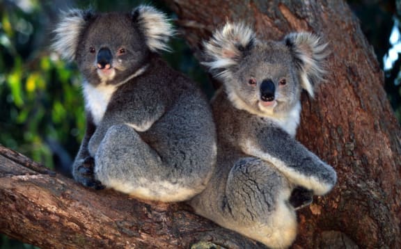 Koalas in eucalyptus tree