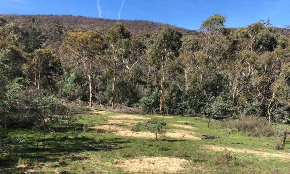 A food drop property on the Tallaganda fireground that has seen some luscious regrowth