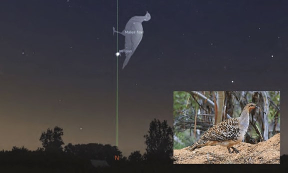 Neilloan the malleefowl. Image courtesy of Stellarium/Wikimedia Commons.