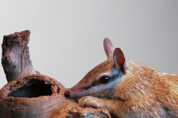 Numbat against grey background