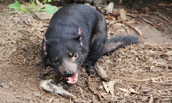 Tasmanian devil eating (courtesy of Wikicommons)