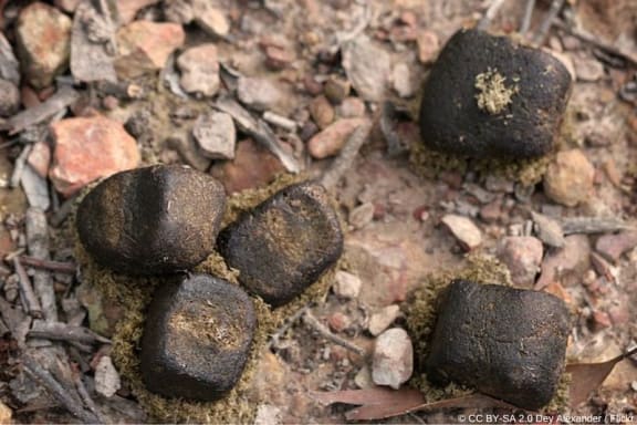 Wombat poo