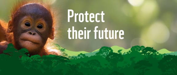 Orangutan,Primate. baby orangutan looking towards camera with blurred forest background and an animated green forest overlay in the foreground. There is a text overlay that reads, "Protect their future"