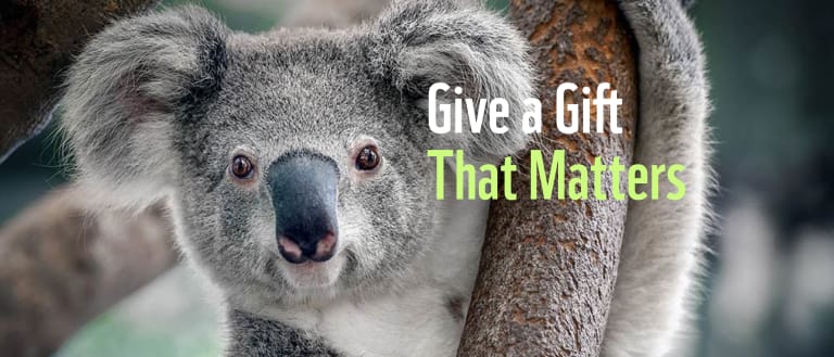 Close up of a koala in a tree. Face to camera with text overlay, "Give a Gift That Matters"
