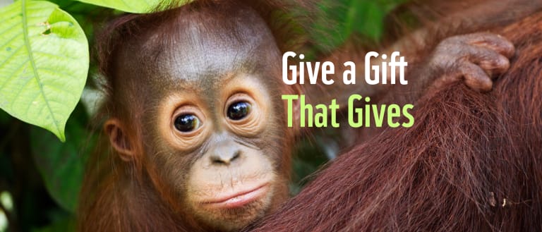 Bornean Orang-utan (Pongo pygmaeus wurmbii) male baby 'Thor' aged 8-9 months peering from behind his mother. Camp Leakey, Tanjung Puting National Park, Central Kalimantan, Borneo, Indonesia, June 2010.