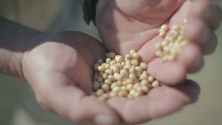 Grains in hand