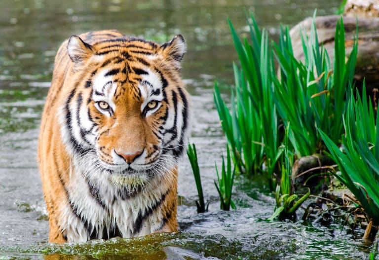 A tiger cooling down in a river