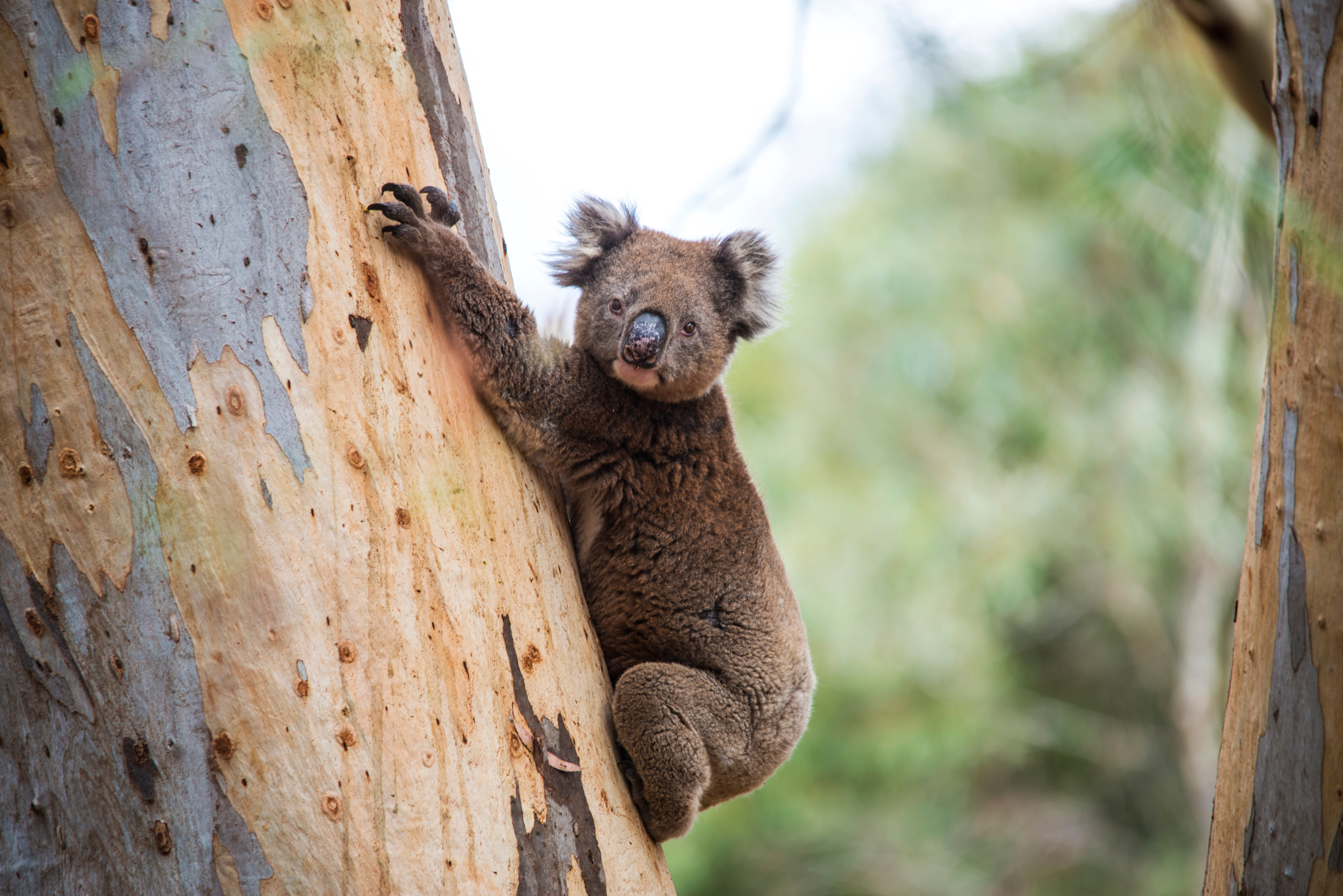 Stock photo of a koala hanging on a eucalypt tree in Kangaroo Island, South Australia.