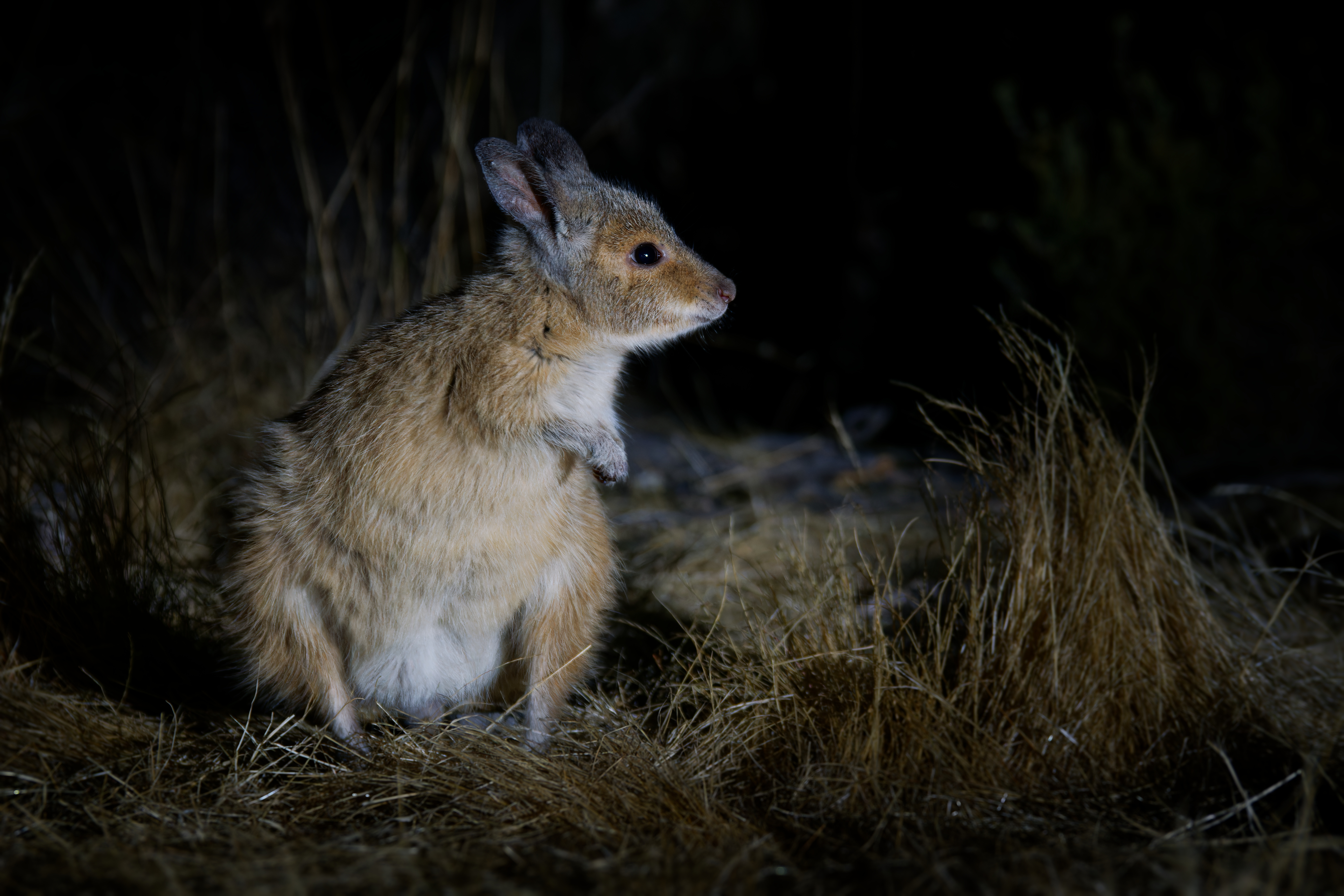 5 culturally significant wallaby species | WWF-Australia | 5 culturally ...