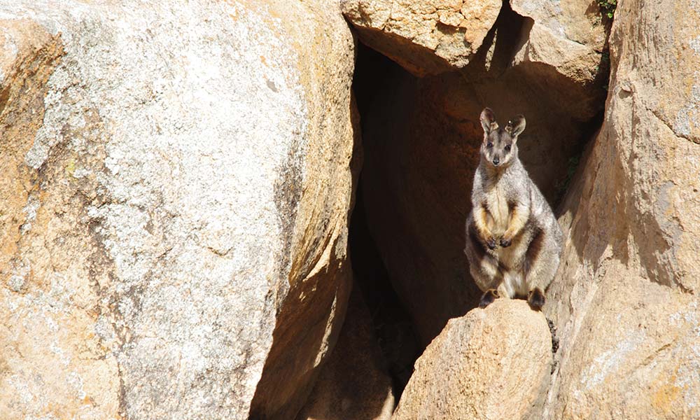 Threatened WA rock-wallabies airlifted to new home | Threatened WA rock ...