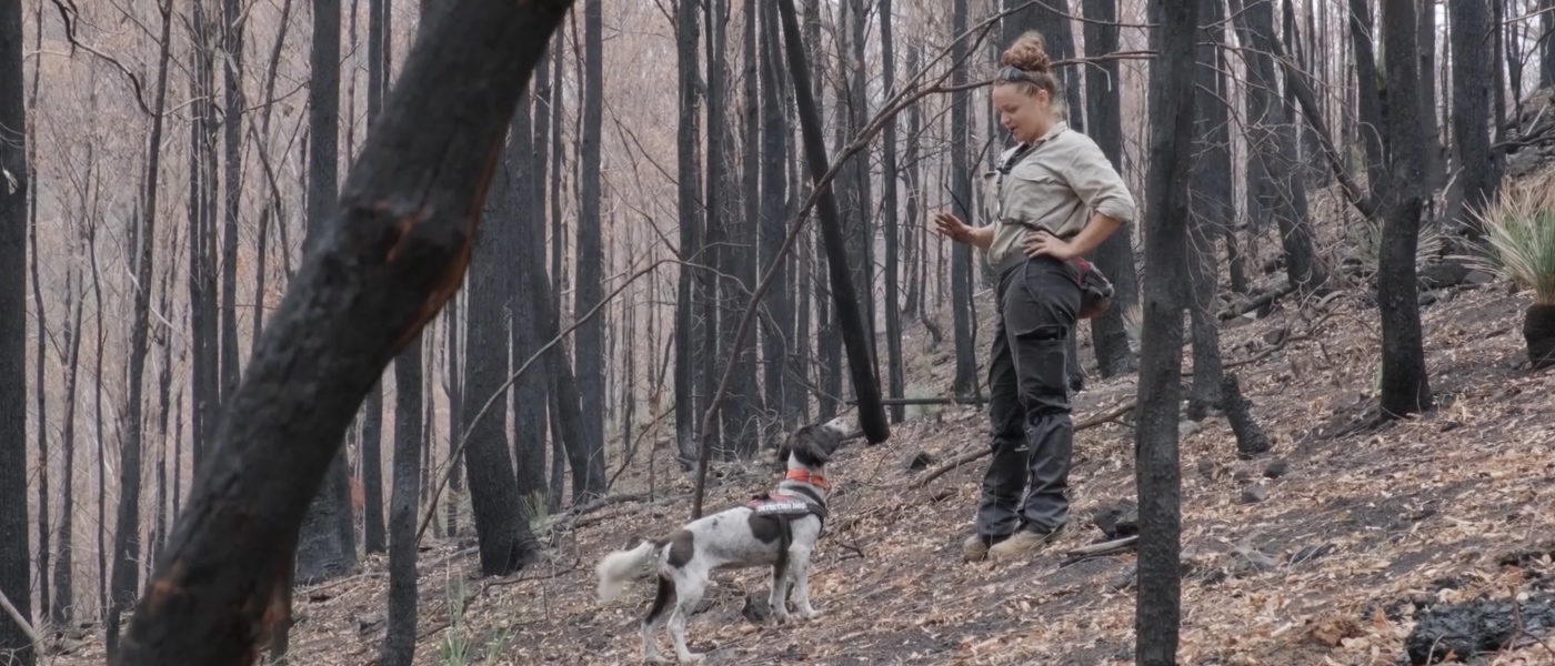 Here's How Your Donation Helped Australia Recover From The Bushfires ...