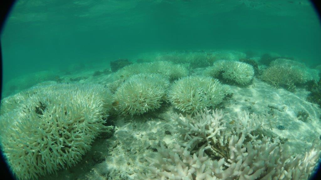 Reef authority confirms mass coral bleaching event hitting the Great ...