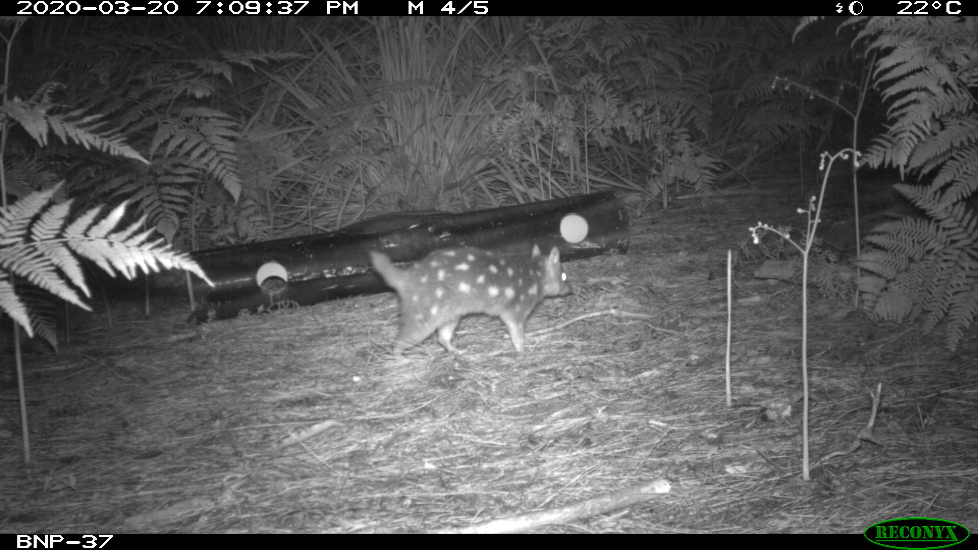 Spotted Eastern quolls still thriving two years on despite bushfires and risk of predators