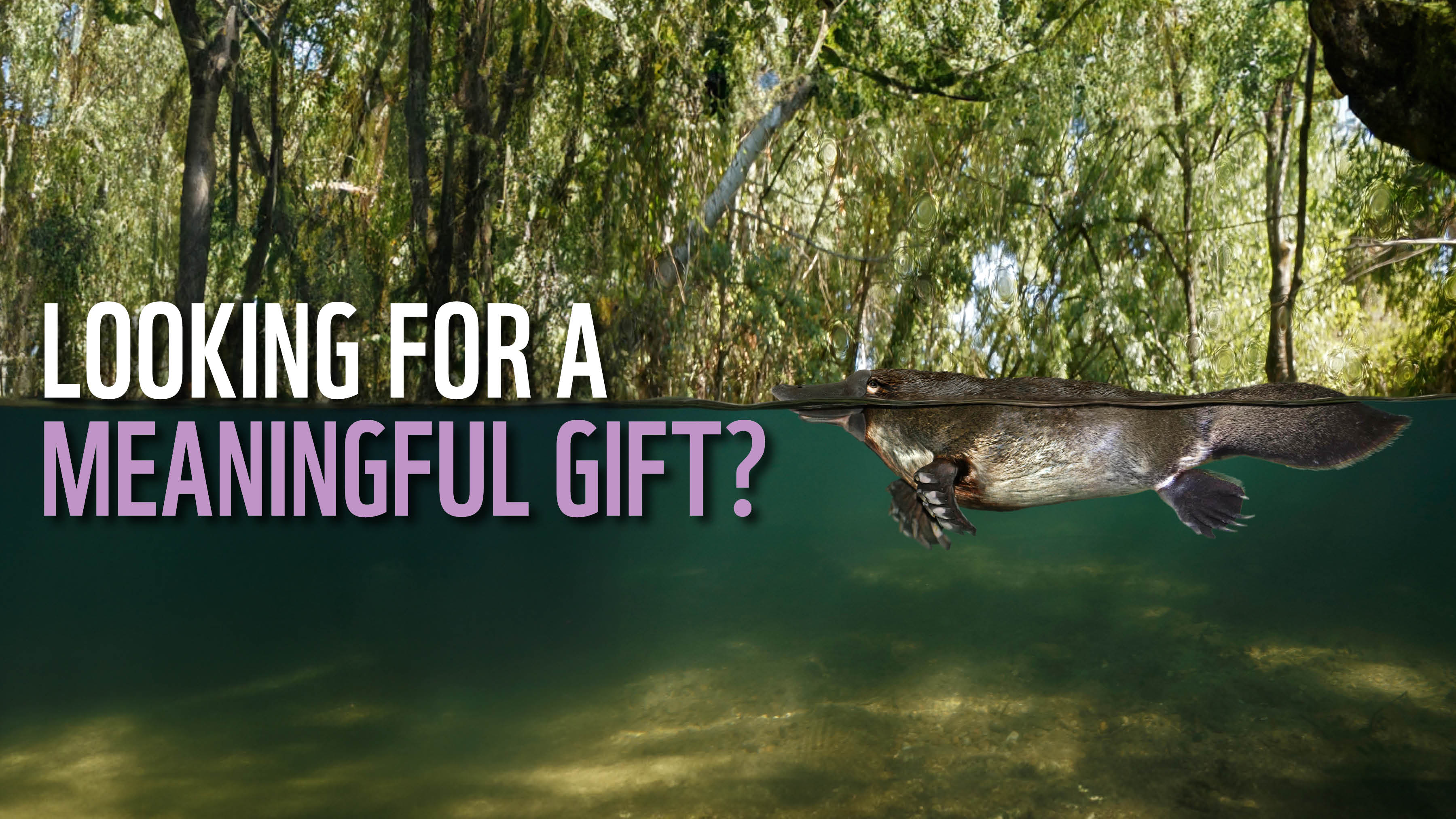 Adopt a Platypus Tax Deductible Donation WWFAustralia Adopt a Platypus WWF Australia