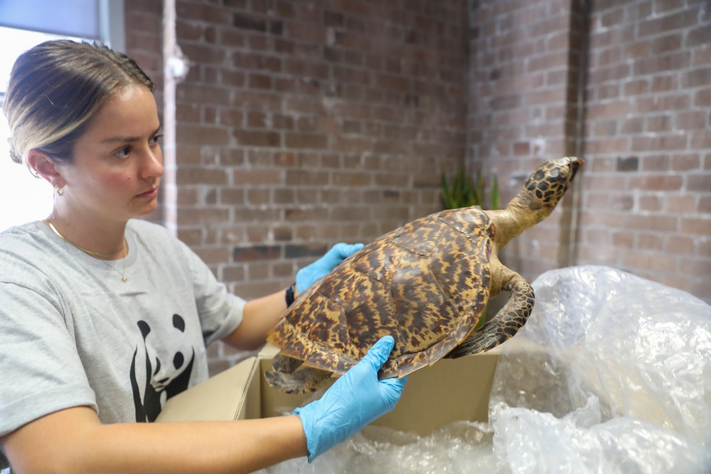 Aussies donate hundreds of tortoiseshell items to help stop illegal ...