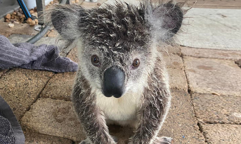 Koala joey, soaked & shivering, rescued from Brisbane River edge ...
