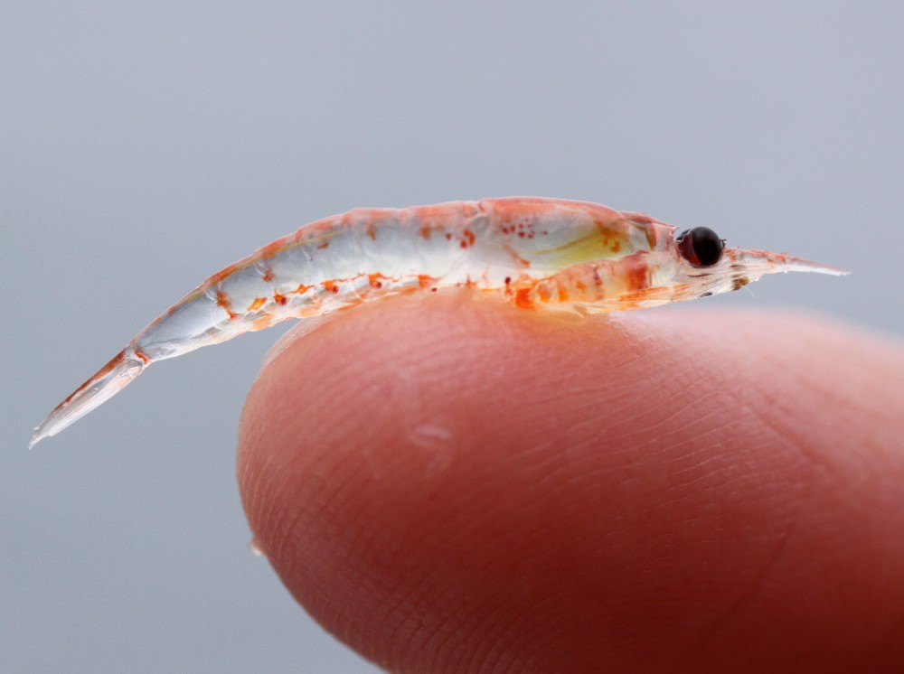 WWF: Antarctic Krill Provide Carbon Storage Services Worth US$15.2 ...