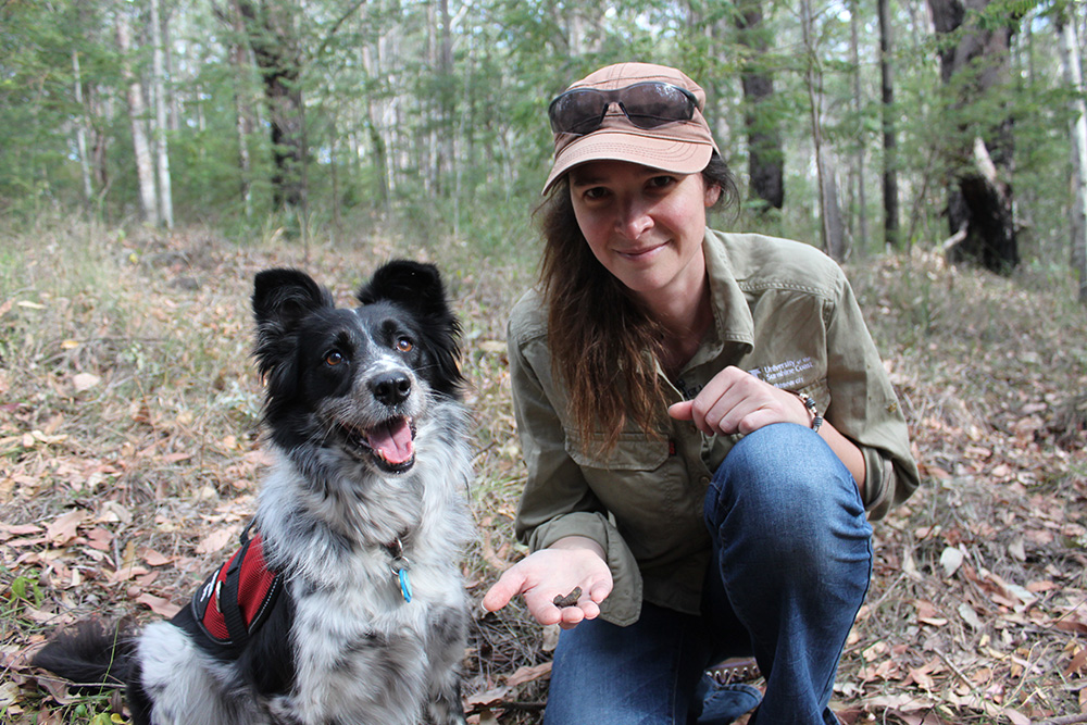 Koala Habitat Protection with Detection Dogs - Australia