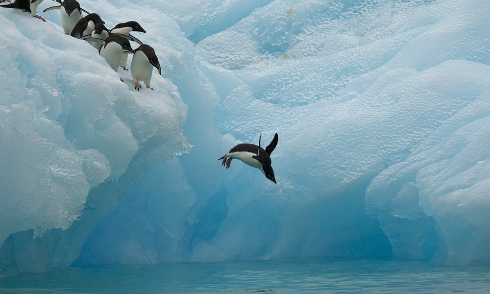 Whales, Penguins And Krill Feeling The Heat In Antarctica | Whales ...