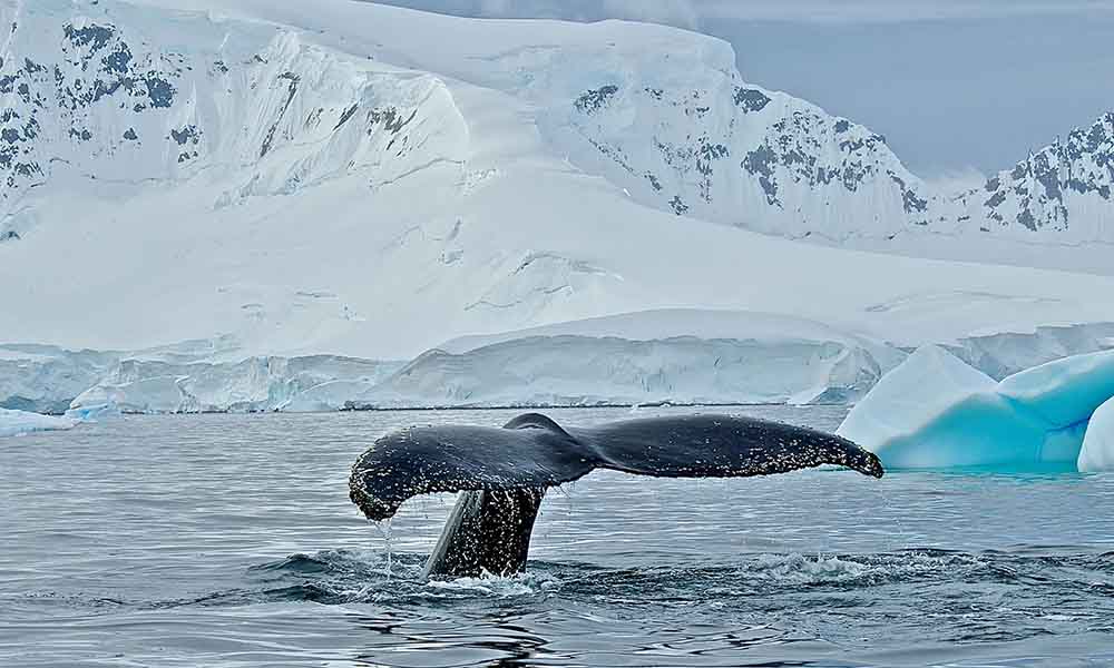 Crunch Time For Southern Ocean Protection - WWF-Australia | Crunch Time ...