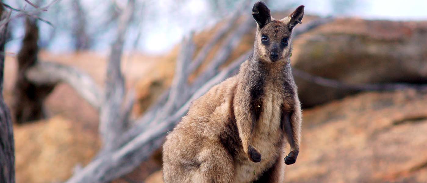 Black-flanked Rock Wallaby, NatureRules1 Wiki