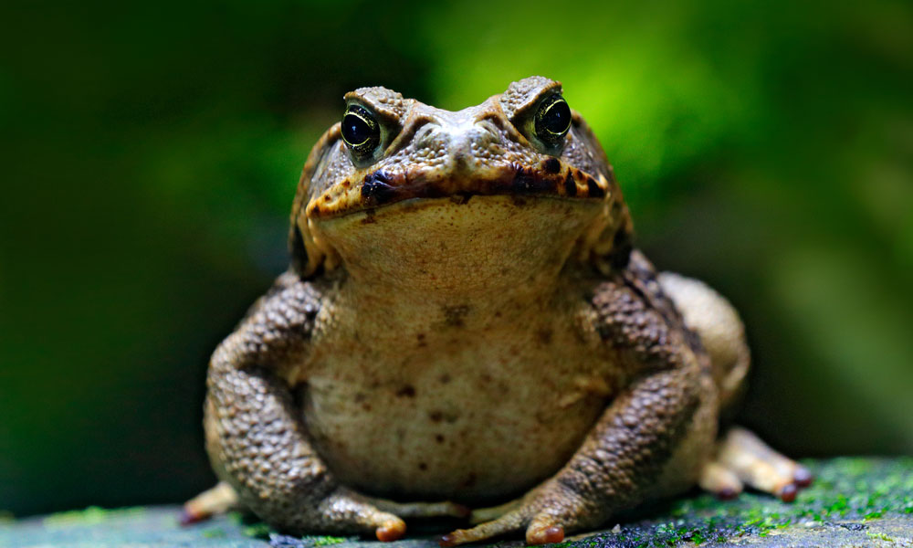how to draw a cane toad