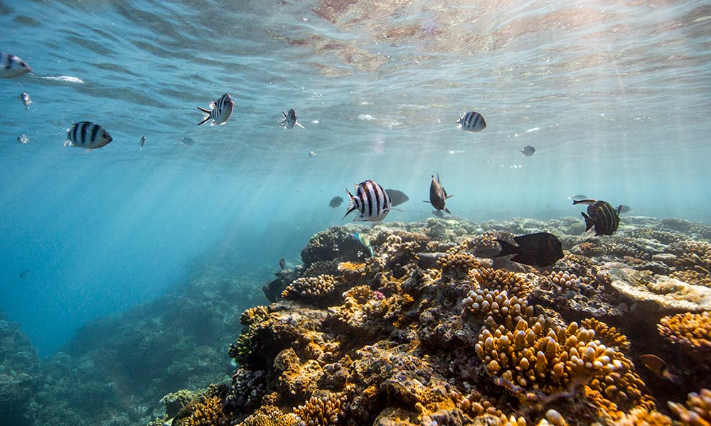 What An Underwater Heatwave Means For The Great Barrier Reef 