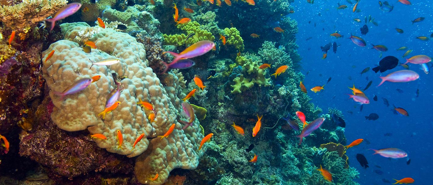 UNESCO puts the spotlight back on the Great Barrier Reef | UNESCO puts ...