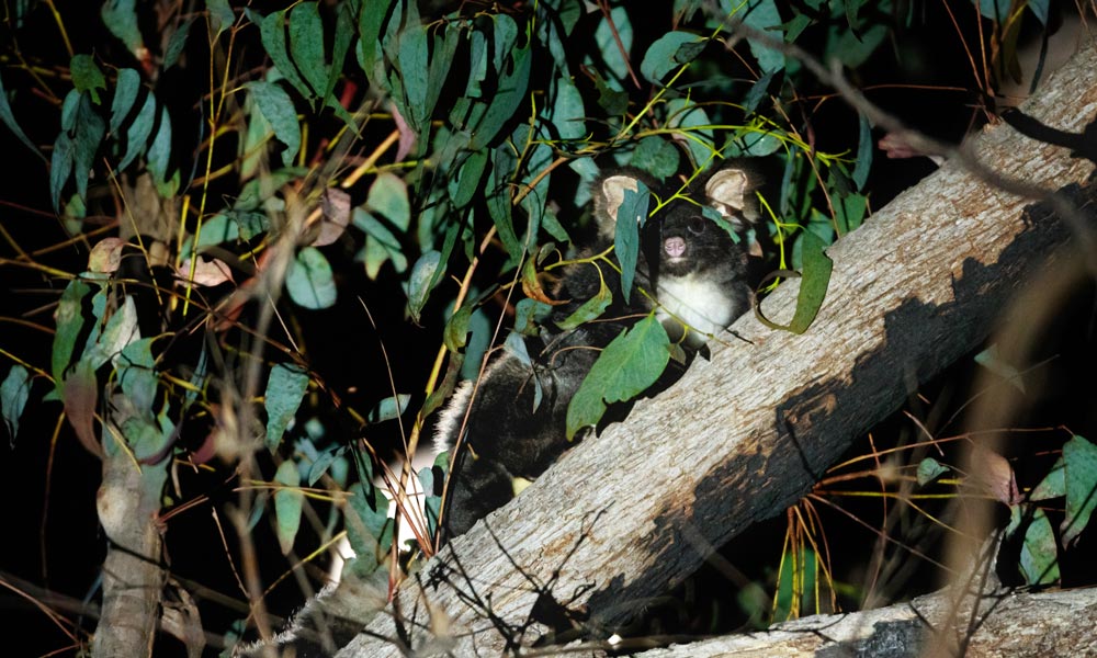 7 Facts about the greater glider WWFAustralia 7 Facts about the