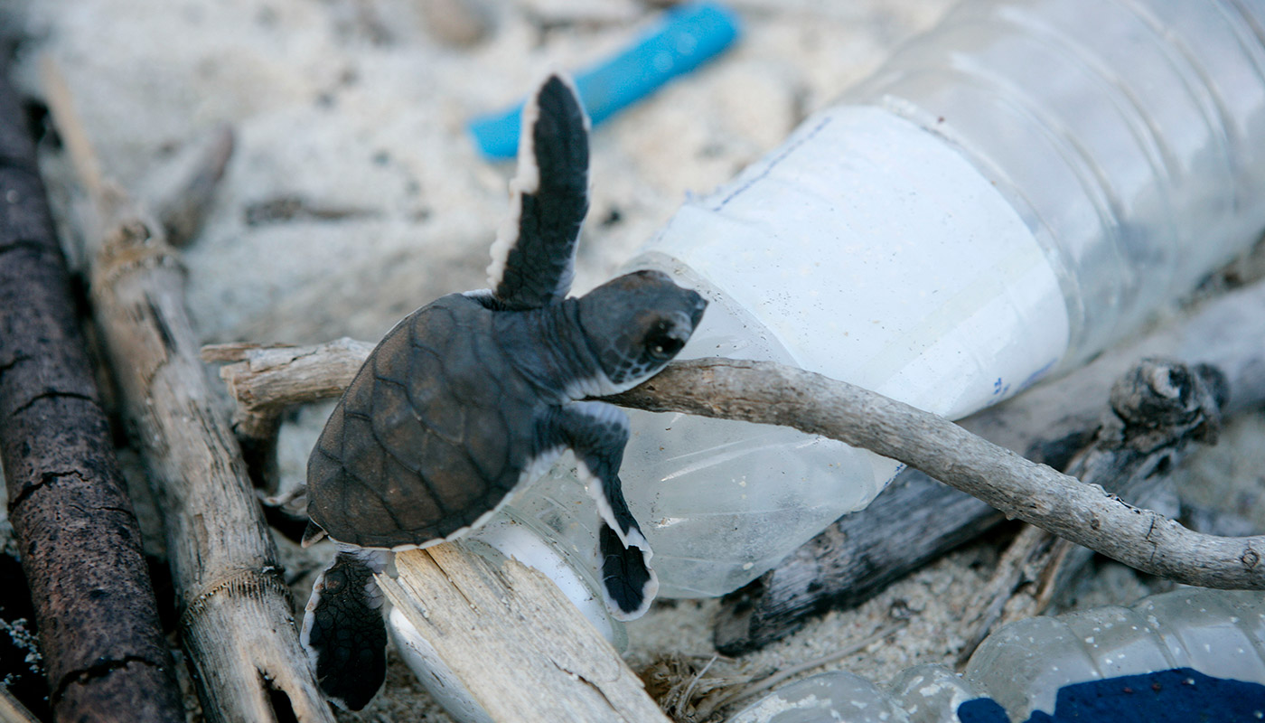 petition: Save our sea turtles! Ban- Straws, plastic rings for canned  drinks!