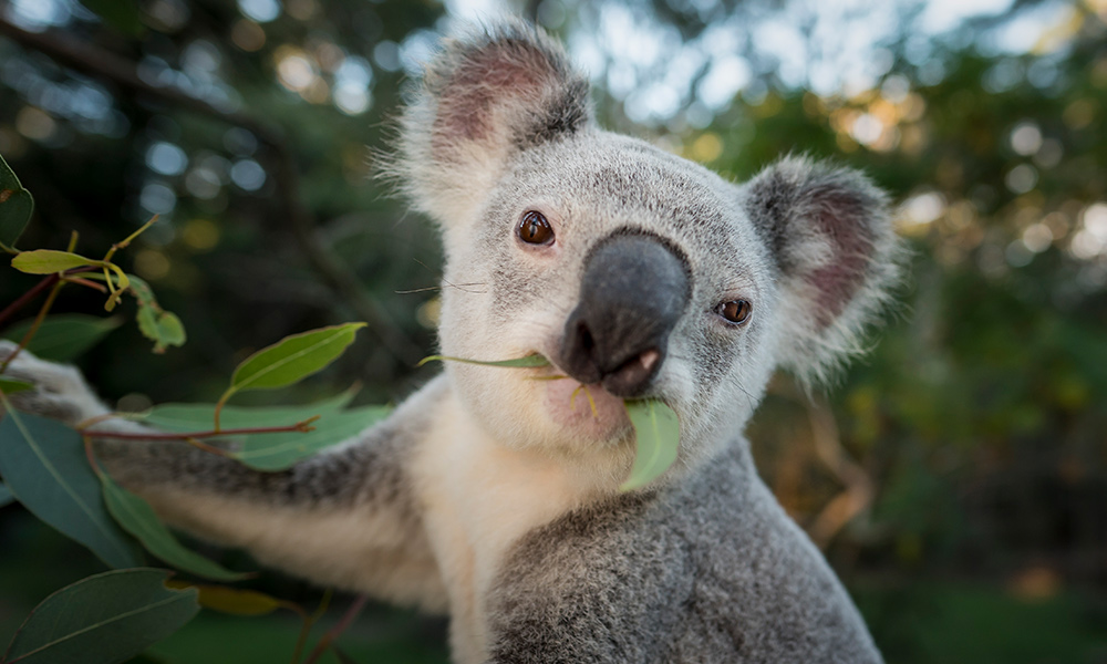 Destruction of koala habitat increased after “vulnerable” listing WWF