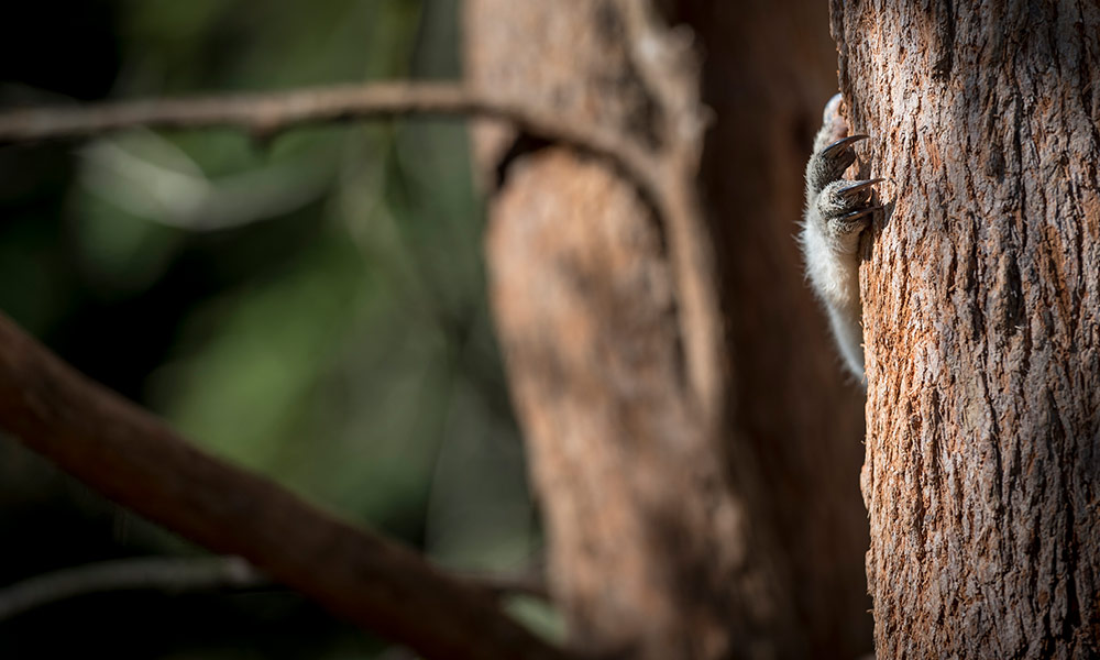 Tree-clearing kills 68 million animals in Queensland in two years - WWF ...