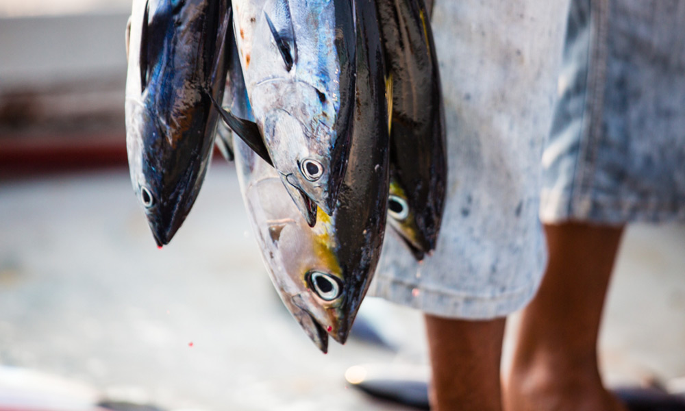 John West among Australia’s most sustainable tuna suppliers WWF
