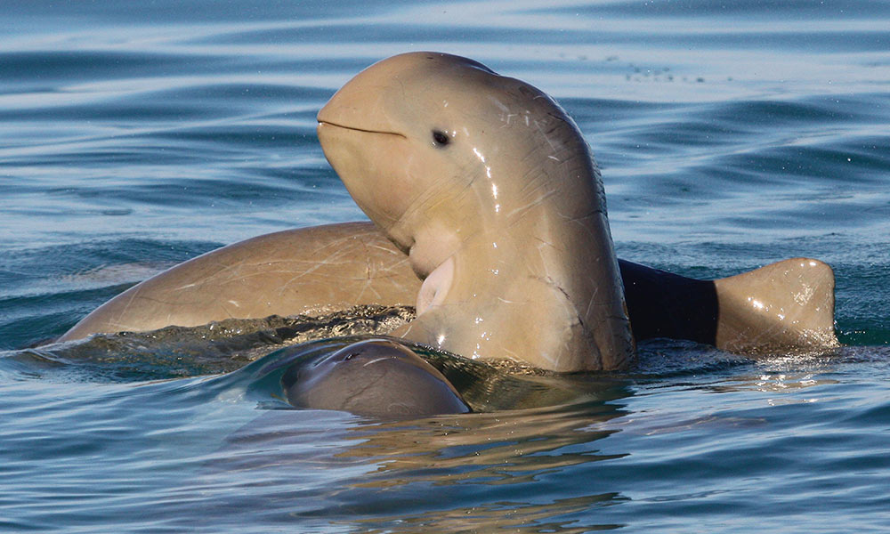 The pictures the authorities did not want you to see - WWF-Australia | The  pictures the authorities did not want you to see | WWF Australia