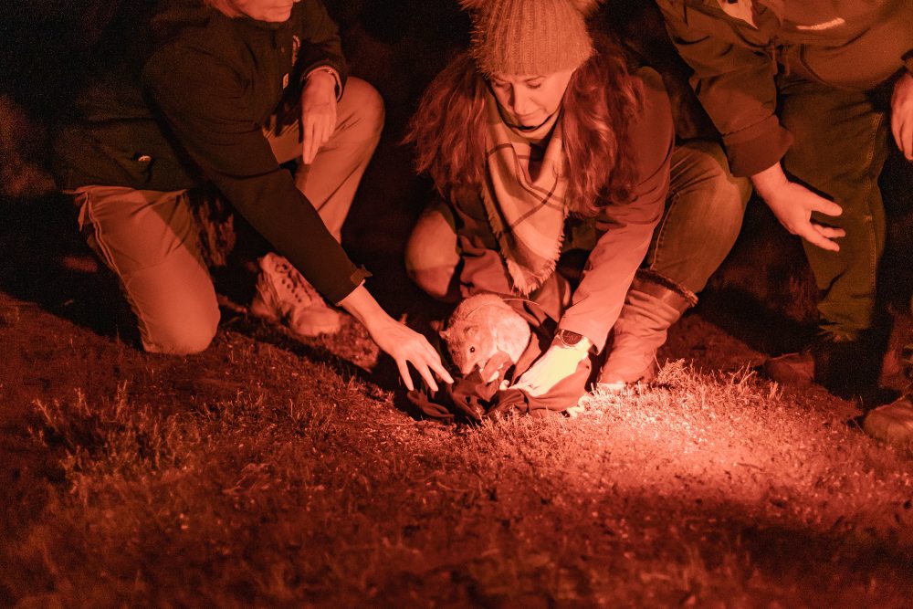 A brush-tailed bettong is released in Dhilba Guuranda-Innes National Park on Yorke Peninsula= South Australia