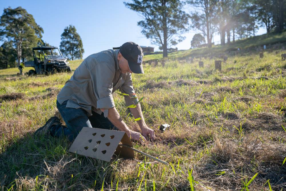 Tim Cronin= WWF-Australia= planting trees at a South Coast farm to create corridors for koalas and other species in bushfire-affected areas
